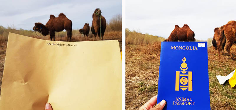 mongolia camel facts 